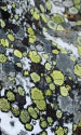 Lichen Thumbnail Photo