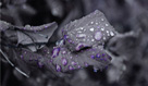 Droplets Photograph
